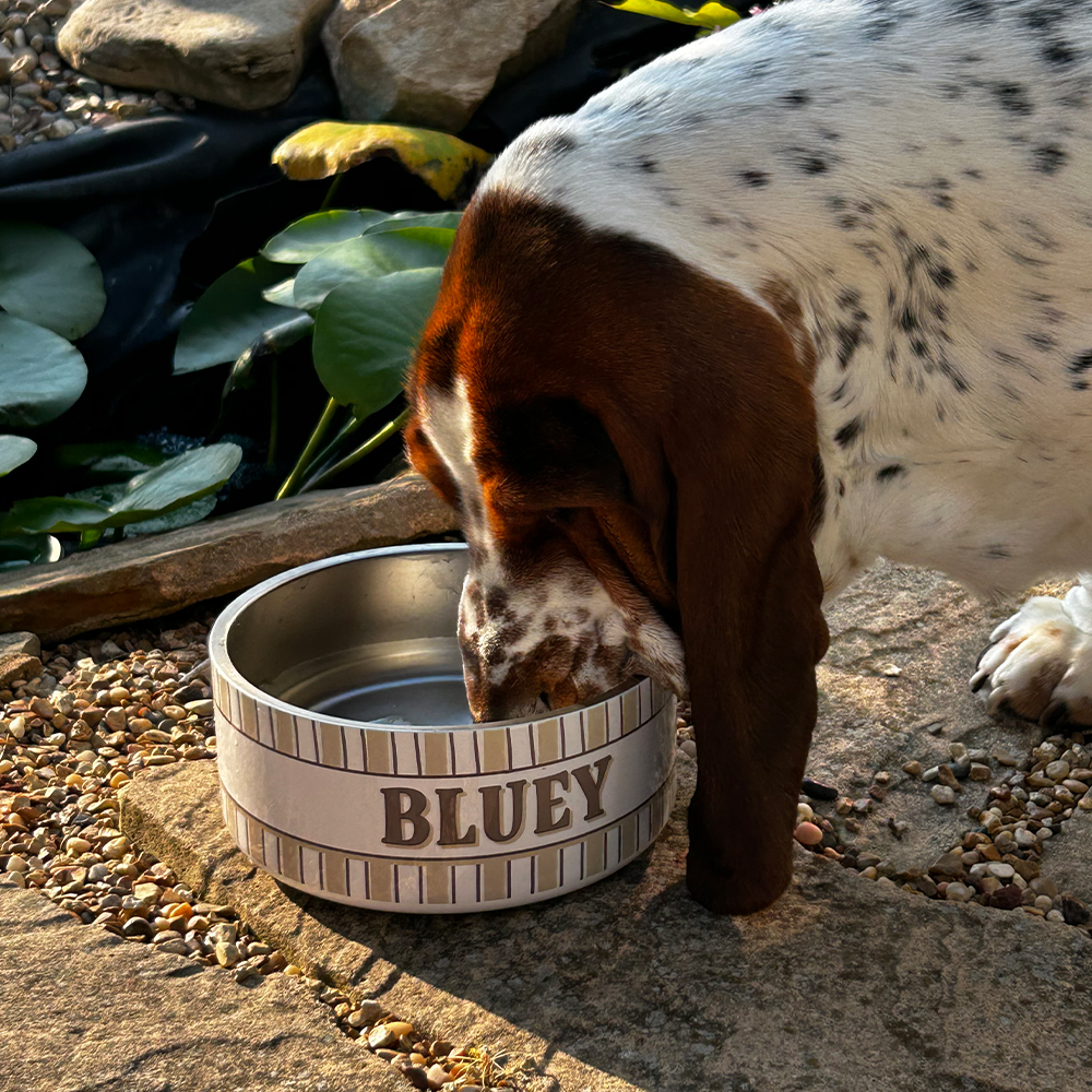 Small Pet Bowl - 32oz.